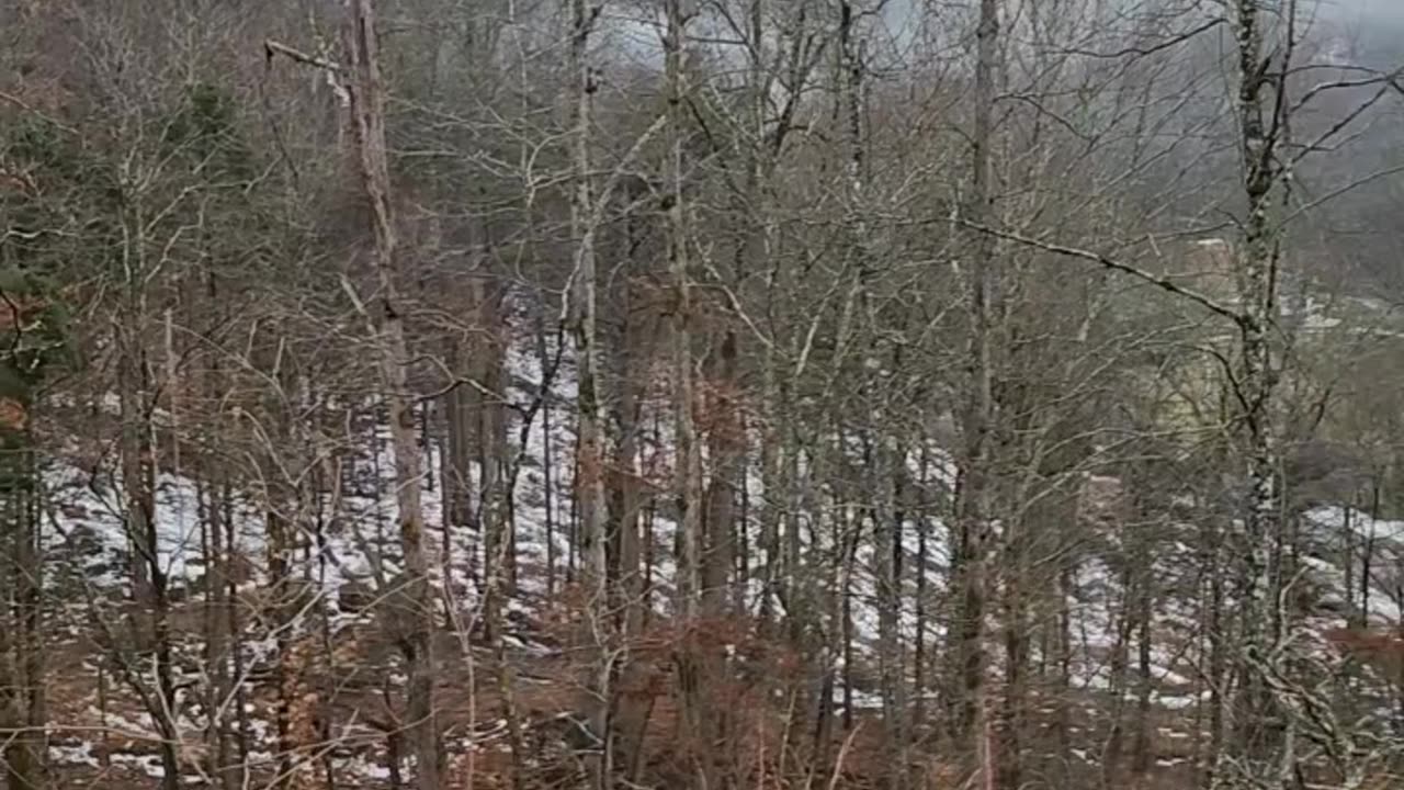 Flock it Farm: same cabin property, Lisa's video