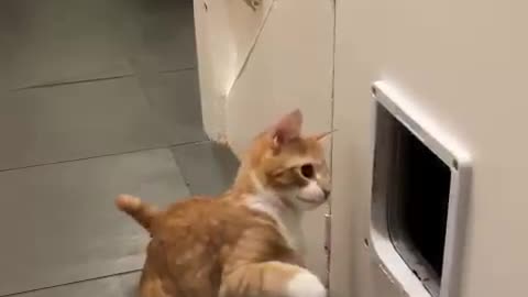 Feisty Orange Kitten Baps Cat Flap