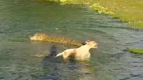 A crocodile attacks a pet.