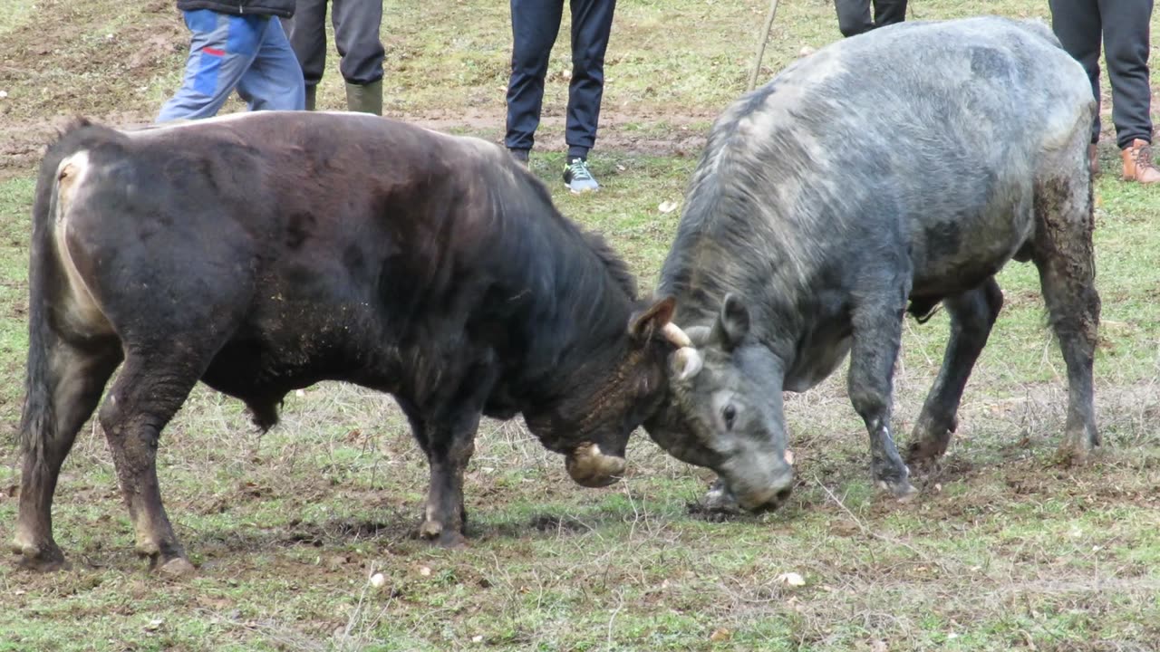 Rambo od Čaje vs Brnjo od Smajlovića Babin Potok 2025