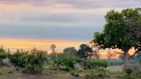 What a morning in the Okavango Delta looks like 🥺🐘