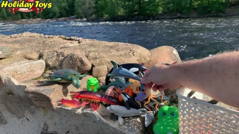 Purple Octopus Befriends Crab and Swims Together on the Beach
