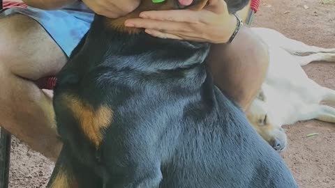 Rottweiler Loves Being Brushed