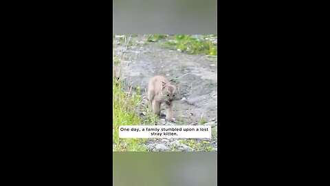 The_orphaned_bobcat_found_its_new_home...