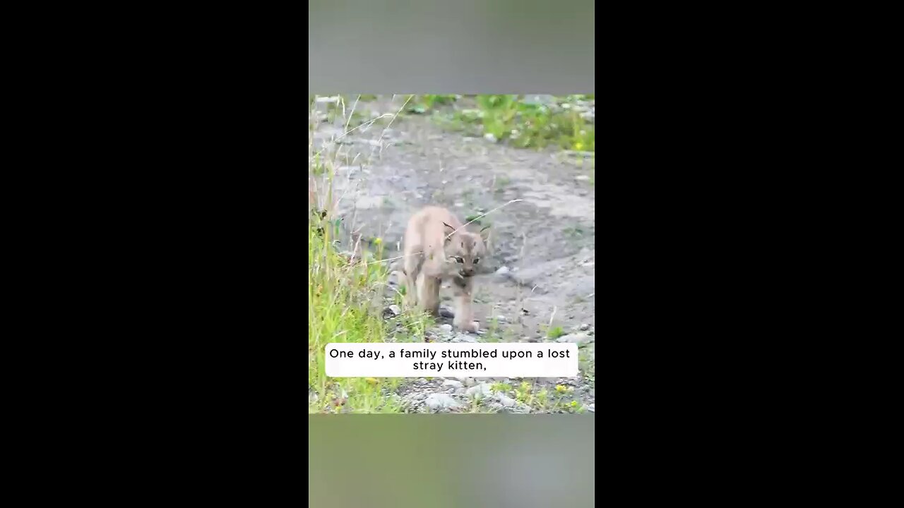 The_orphaned_bobcat_found_its_new_home...