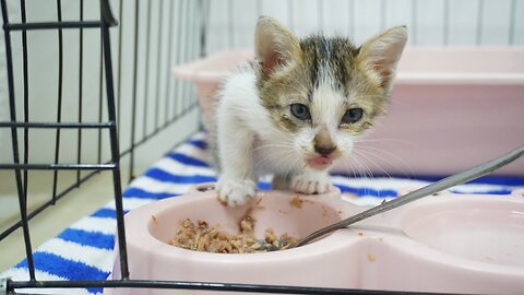 It was so cute to see a kitten who couldn't wait for her food, meowing loudly and asking for food!