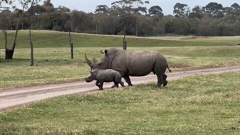 Rhino : The Calm Side of the Wild 🦏🦏