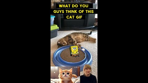 Cute Cat Gif