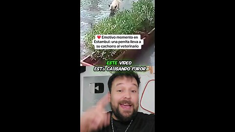 Perrito de la calle lleva a su cachorro herido al veterinario