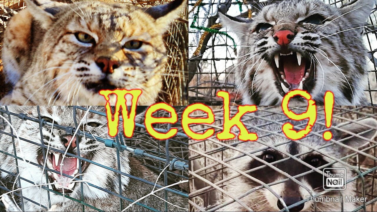 Week 9 Cage Trapping!