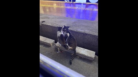 Street cats 🐈