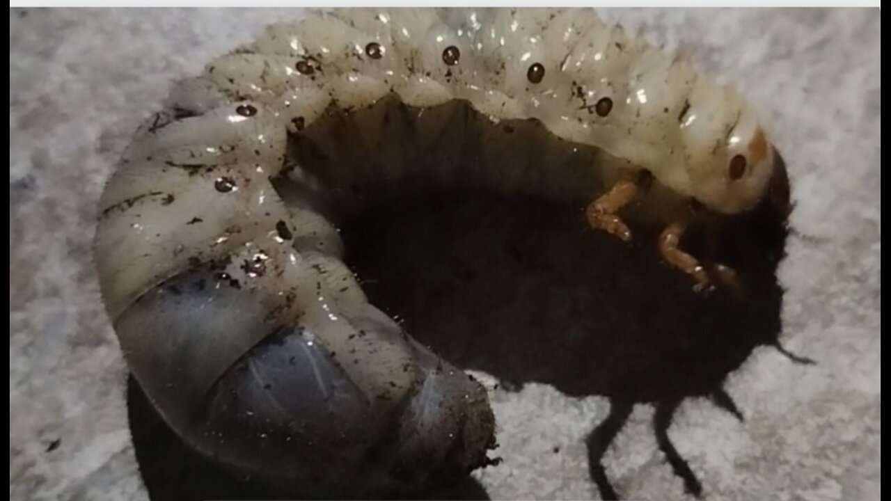 "A Giant Larva That Amazes – Would You Dare to Touch It?"