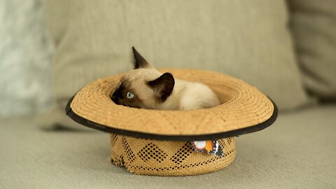 cat inside a hat