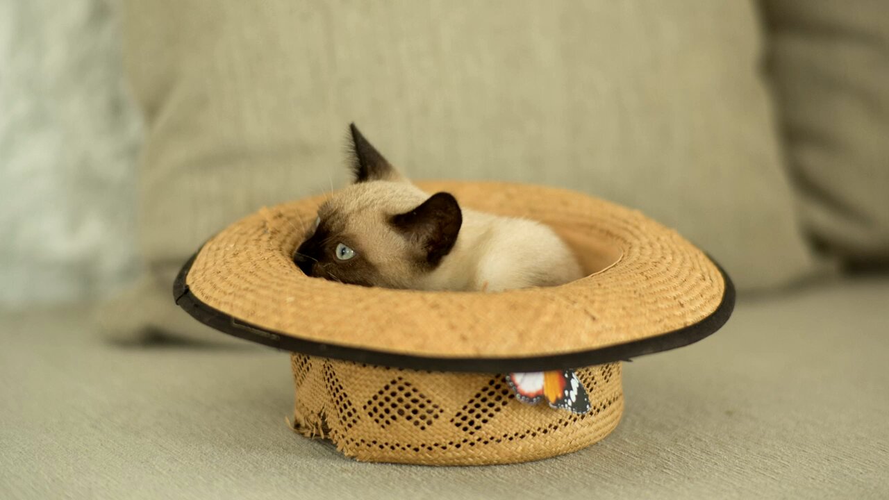 cat inside a hat