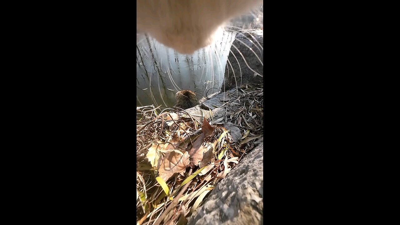 cat video 🐈 #cat #viral #video
