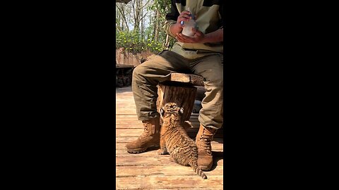 "Hungry Tiger Cub Tries to Grab Its Milk"