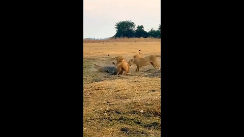 crocodile vs lions| wildlife