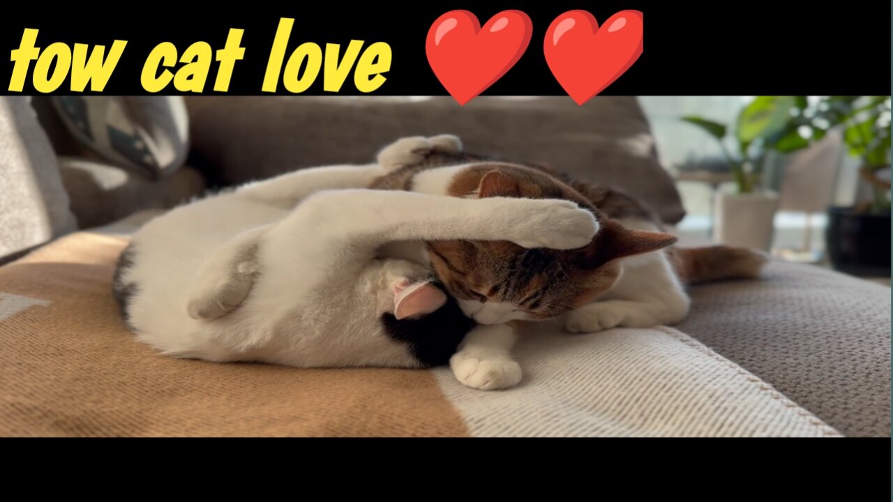 Two cats in love share a quiet,