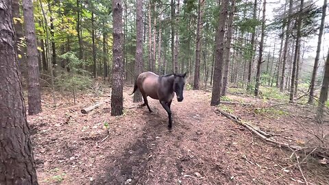 The Mischievous Escape: A Horse's Hilarious Antics