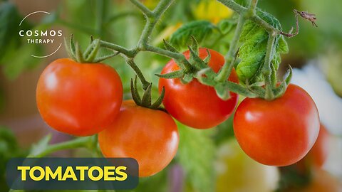 The Amazing Story of Tomatoes | A Short Documentary