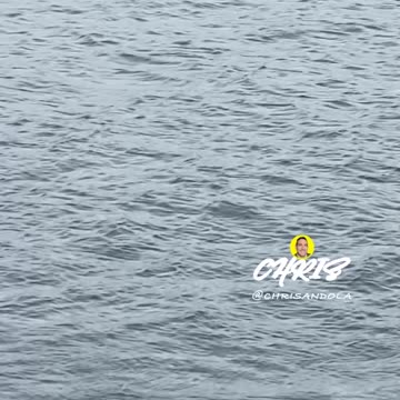 HARBOR SEAL WATCHING!