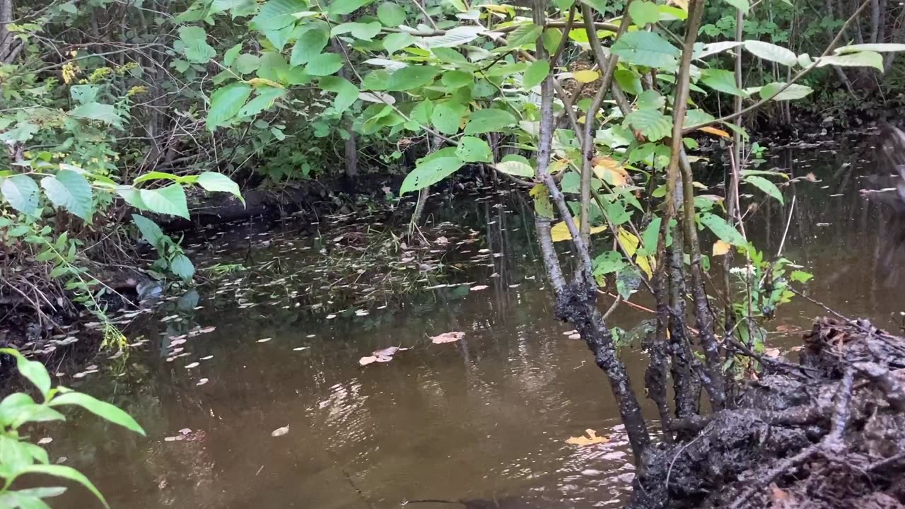 Muck and water and Beavers oh my