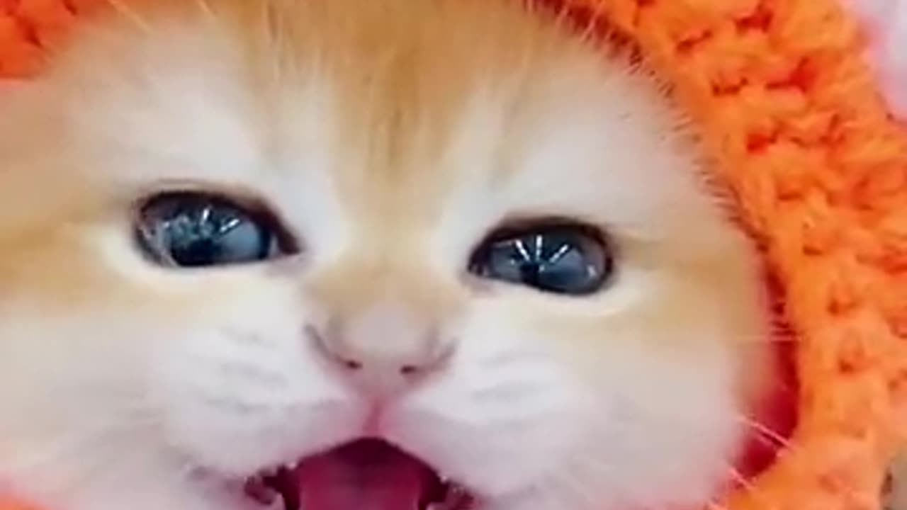 Cute cat