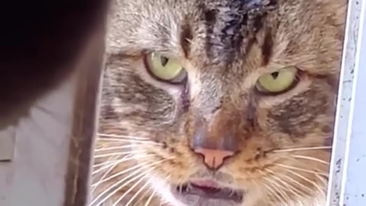 Funny cats and animals videos