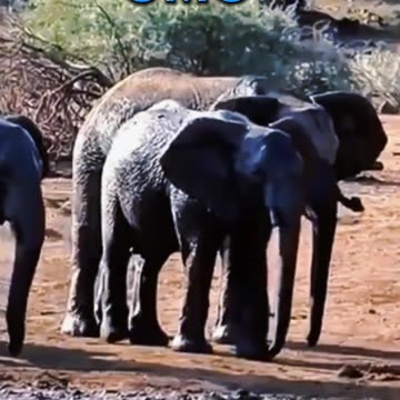 Animal amazing video 😱