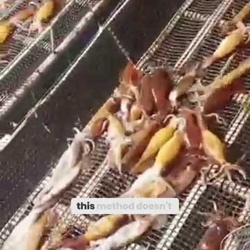 Unbelievable! This Simple Trick Catches Squid by the Dozens Instantly!