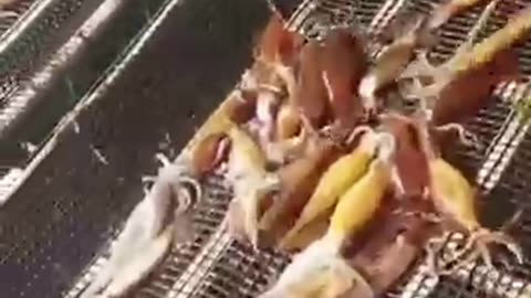 Unbelievable! This Simple Trick Catches Squid by the Dozens Instantly!