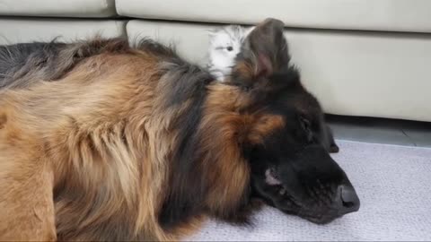 Cute relationship pets😍🥰❤️