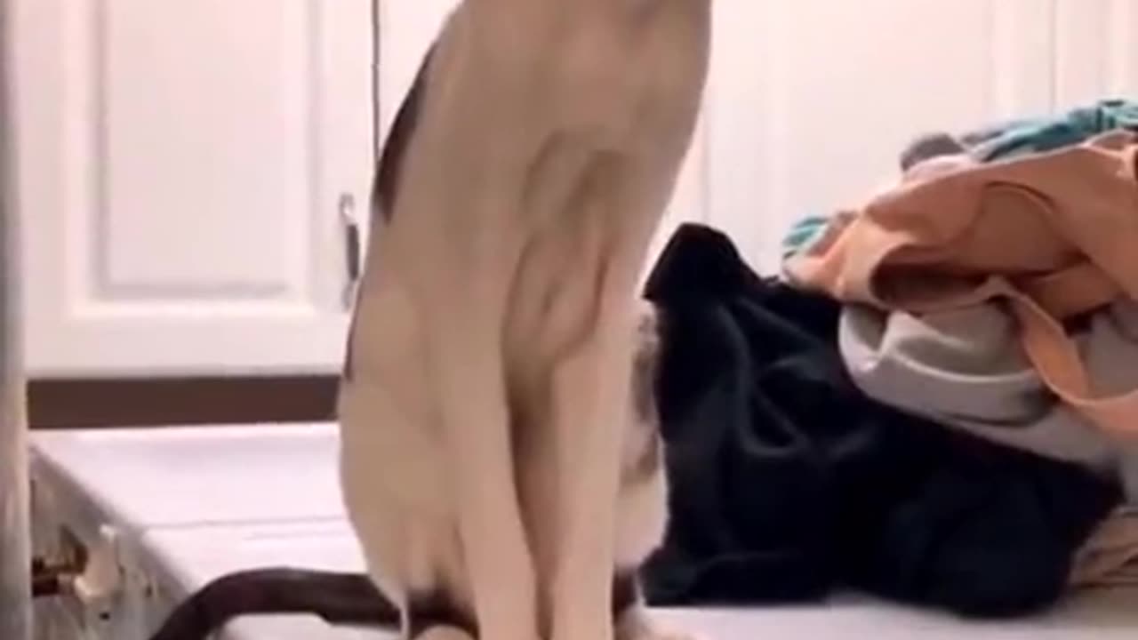 Best Funny Kitties