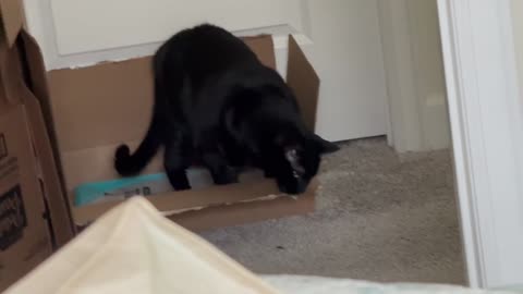 Cute Precious Piper Finishes Checking Out a Box - Adopting a Cat from a Shelter Vlog