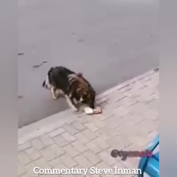 Another example of why dogs are smarter than most humans