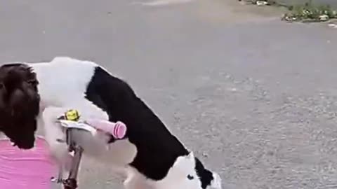 "Pawsitively Hilarious! | Funny Cat & Dog Videos | Cute Animal Moments"