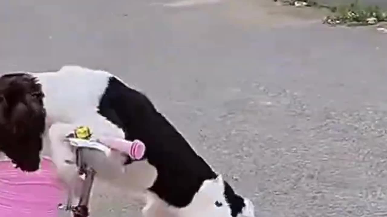 "Pawsitively Hilarious! | Funny Cat & Dog Videos | Cute Animal Moments"