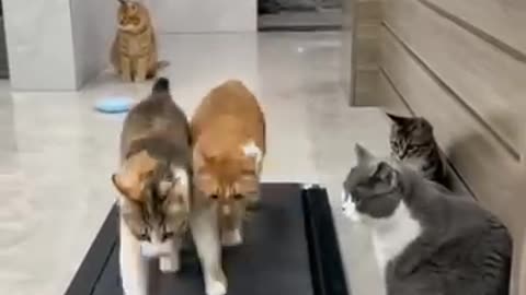 #Funny cat video# funny moments # cat Funny #Funny prank with cat# plz watch