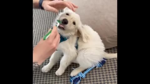 Little dog toothbrusing fanny moments video