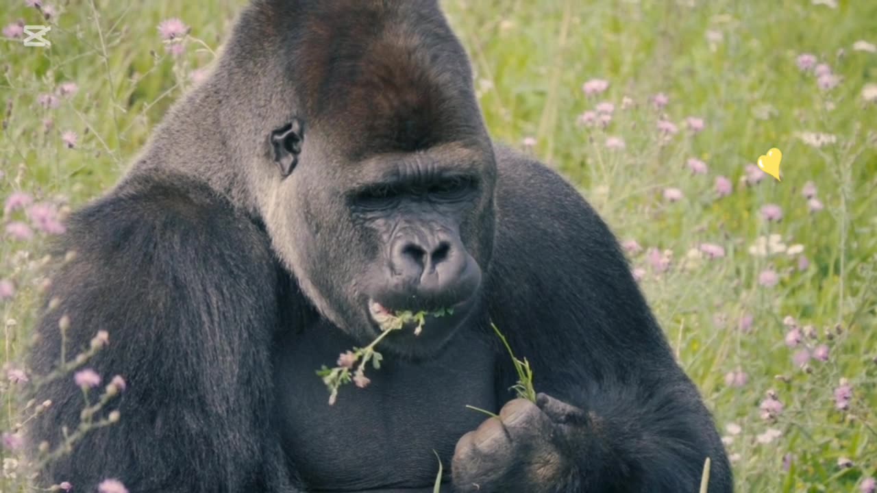 Have you ever seen a Gorilla eating a flower? If not, you should watch the video.