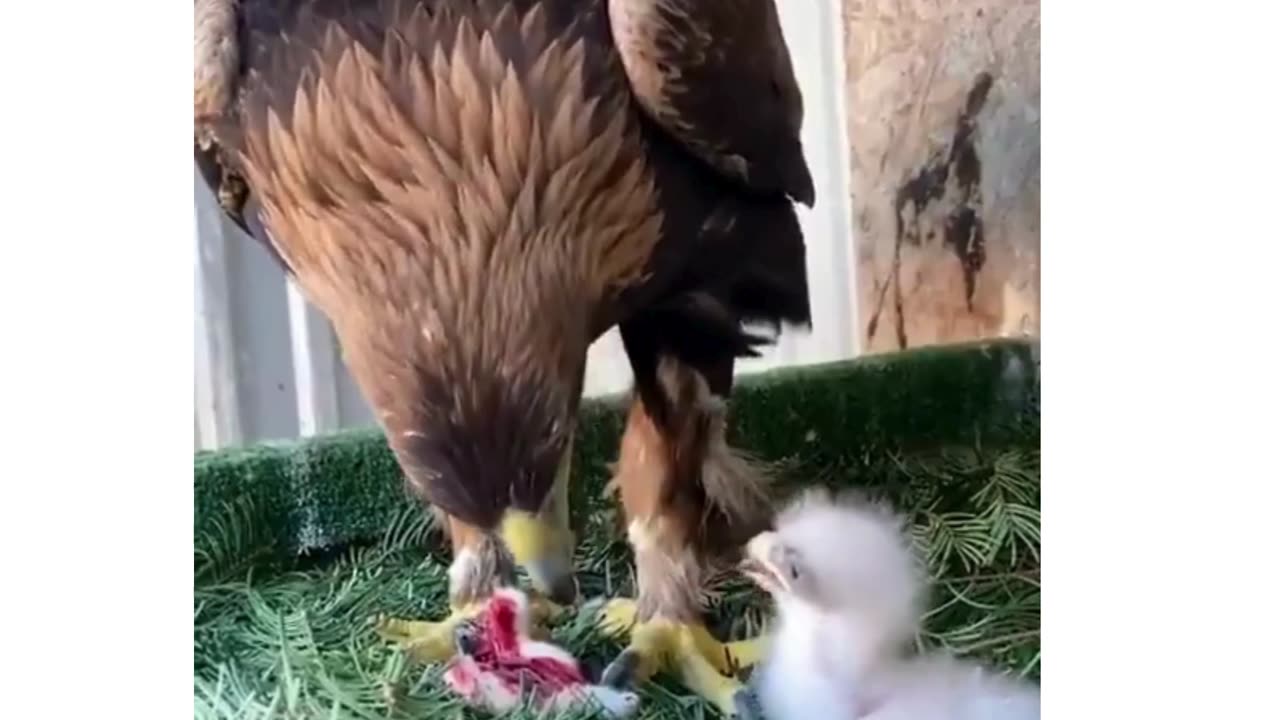 Eagle feeding her chicken