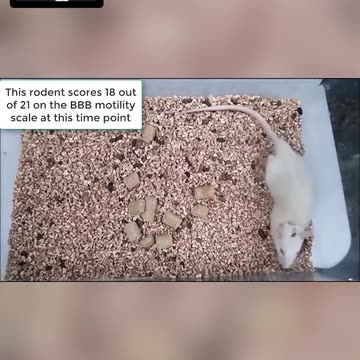 Rat with Severed Spinal Cord healed with Graphene Nanoribbon