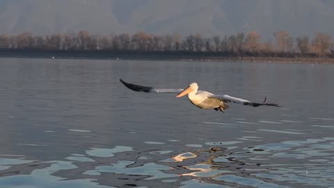 Mesmerizing view of a Pelican flying. Do not miss out!