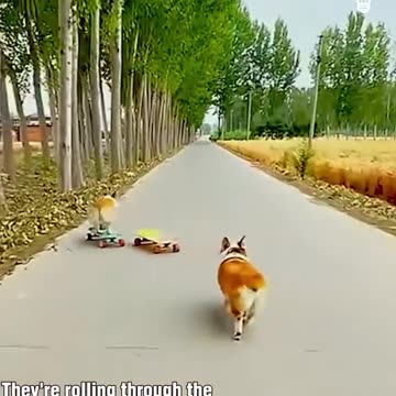 Fun-filled corgi adventure!.hd