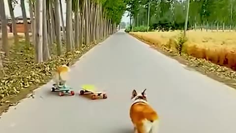 Fun-filled corgi adventure!.hd