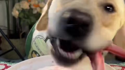 "Pet Mukbang: How Dogs Enjoy Their Delicious Meals"