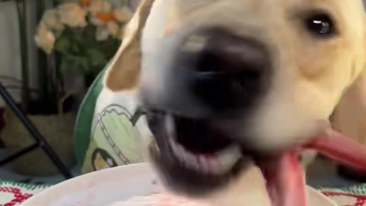 "Pet Mukbang: How Dogs Enjoy Their Delicious Meals"