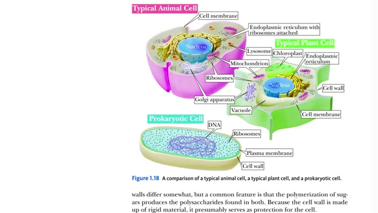 🧬 A Foreshadow To Our Gene Therapy Talks 🧬