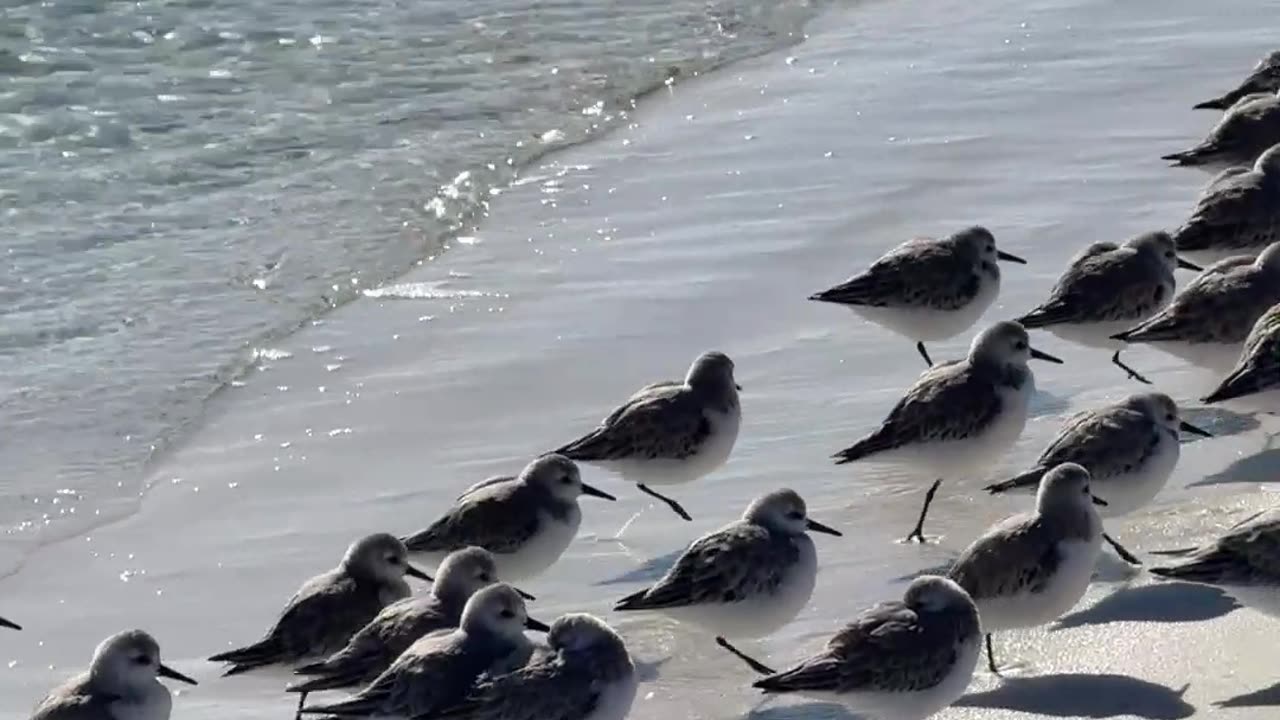 One-legged Birds in Florida