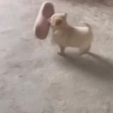 Mischievous Puppy Destroys Owner's Shoes